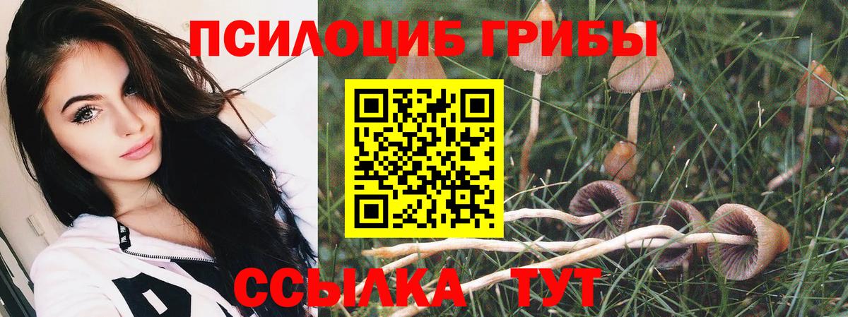 Псилоцибиновые грибы Cubensis  Вход с VPN  Химки 